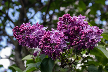 Fototapeta na wymiar Lilacs in different colors and different angles