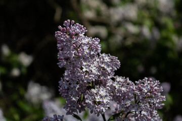 Lilacs in different colors and different angles