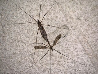 交尾中のガガンボ