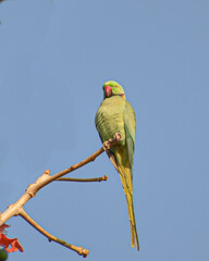 Indian Rose-ringed Parakeet Psittacula krameri