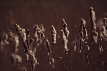 Gräser, Stimmung, Licht, 