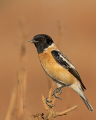 breeding plumage Siberian Stonechat Saxicola maurus
