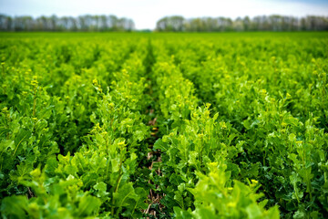 rapeseed field sown using Strip-till technology before flowering