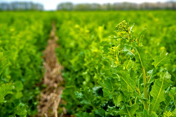 Fototapeta na wymiar rapeseed field sown using Strip-till technology before flowering