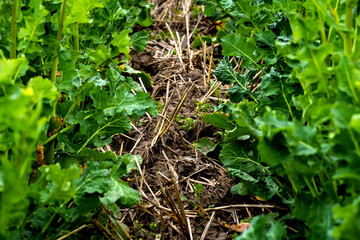 rapeseed field sown using Strip-till technology before flowering