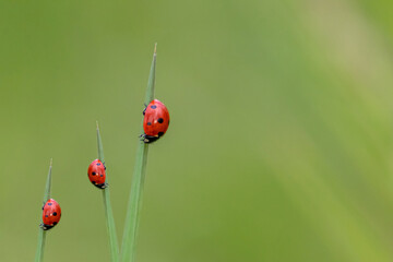 Beautiful black dotted red ladybugs climbing plant with blurred background and much copy space...
