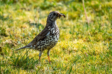 Song thrush catching leather jacket grubs from the meadow, turdus philomelos