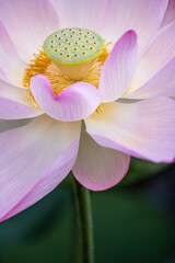 pink lotus flower in closeup