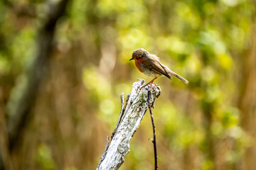 Red Robin, red breast bird visiting a garden in Ireland