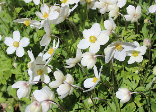 Anemone