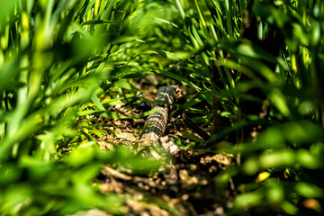 young, green wheat in a field in early spring