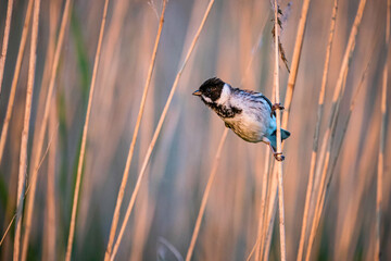 Rietgors, Reed Bunting, Emberiza schoeniclus