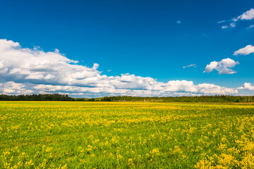 Meadow covered with yellow flowers on a cloudy spring day