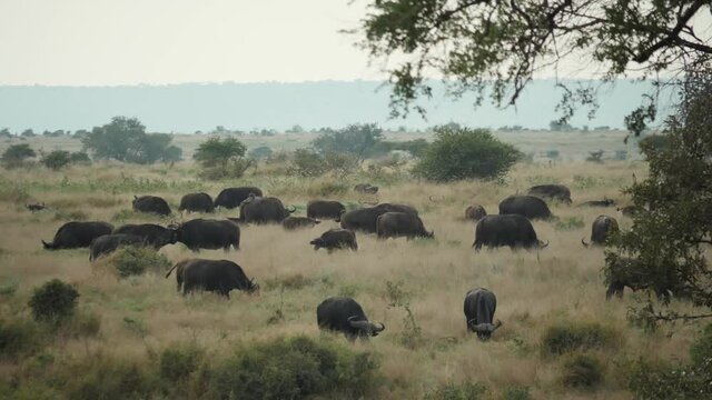 African Buffalo in Natural Environment