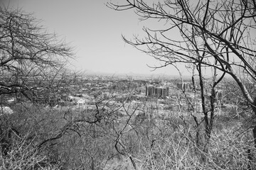 Concrete construction and dying forests with dead trees, Concept of city built on the death of jungle depicted in the photograph