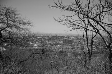 Black and white dying and city and forest depicted in image