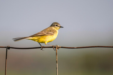 wagtail, yellow, bird, plumage, feather, europe, migratory bird, fauna, evening, spring, russia, romania, wing, polder, bird photography, branch, garden, song, songbird, green, tree, gray, grassland, 