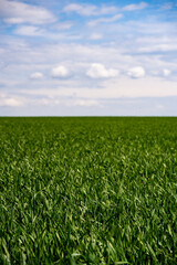 young, green wheat in a field in early spring