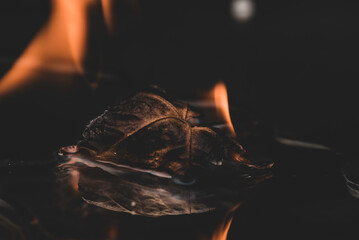 hoja quemada