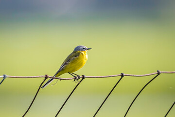 Fototapeta premium wagtail, yellow, bird, plumage, feather, europe, migratory bird, fauna, evening, spring, russia, romania, wing, polder, bird photography, branch, garden, song, songbird, green, tree, gray, grassland, 