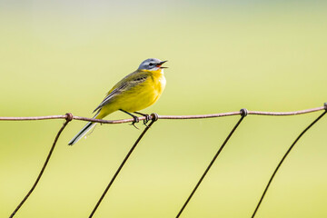 wagtail, yellow, bird, plumage, feather, europe, migratory bird, fauna, evening, spring, russia, romania, wing, polder, bird photography, branch, garden, song, songbird, green, tree, gray, grassland, 
