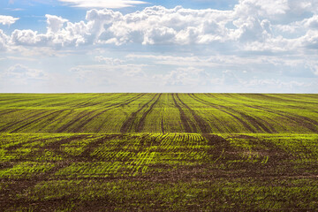 Fototapeta na wymiar Panoramic image of a wheat field with the first shoots in the furrows. Copy space.