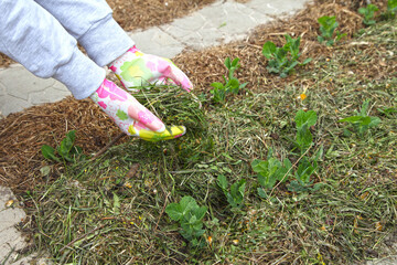 Naklejka premium Mulching of peas on a row, the hand of a gardener in the country. Gardening, manual planting and organic farming for a vegetarian diet.