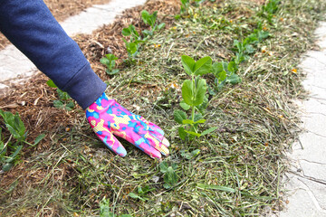 Mulching of peas on a row, the hand of a gardener in the country. Gardening, manual planting and...