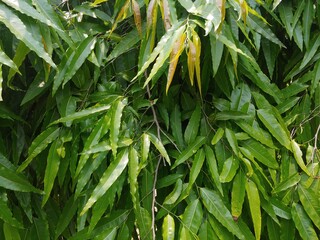 beautiful green leaf background wallpaper for copy space