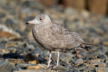 A juvenile American Herring Gull (Larus smithsonianus), standing on a stony beach, Newlyn, Cornwall, UK.