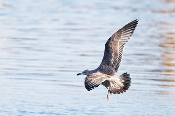 A juvenile American Herring Gull (Larus smithsonianus), in flight over the sea, Newlyn, Cornwall, UK.