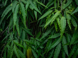 beautiful green leaf background wallpaper for copy space