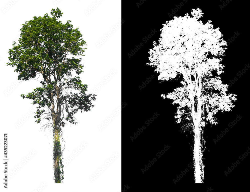 Poster isolated tree on white background with clipping path
