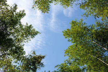 Beautiful korean bamboo forest road
