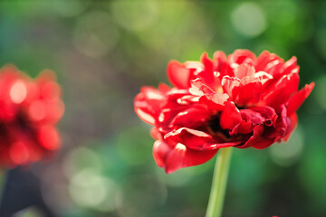 A single red flower on a blurry flower bed background on a summer day.
