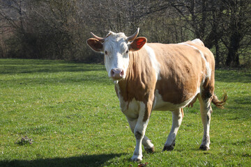 Gl&uuml;ckliches Rind