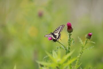 butterfly on the grass