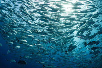 A school of bigeye trevally
