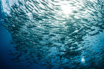 A school of bigeye trevally