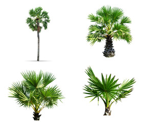 Group Sugar palm of  tree isolated on the white background. The collection Sugar palm of trees.