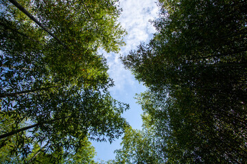 Beautiful korean bamboo forest road
