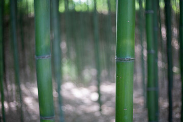 Beautiful korean bamboo forest road
