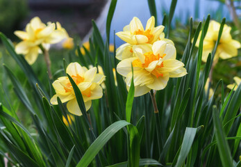 Fototapeta premium Yellow daffodils in spring. Close-up. A bush of double daffodils with an orange core. Spring flowers in a garden bed in a well-kept garden. Sunny double flowers. Flowers from the nursery 