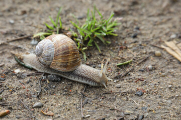 Weinbergschnecke