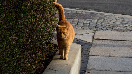 Katze auf Mauer im Licht 