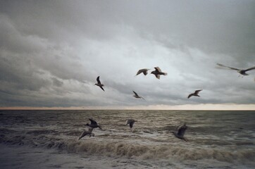 seagulls flying over the sea