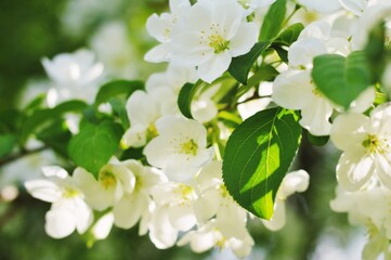 Blooming tree close up beautiful spring natural floral background. Nature macro photography