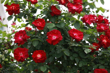 Fototapeta na wymiar red roses in garden