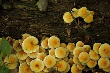 Żółte grzyby wyrastające ze spróchniałego drewna