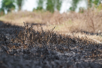 Black ashes from burning dry grass close-up.